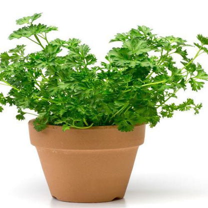 Parsley Plant – image 2