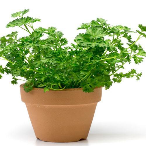 Parsley Plant – image 2