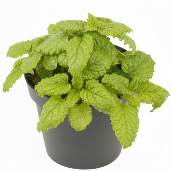 Balm Mint, Melissa – image 4