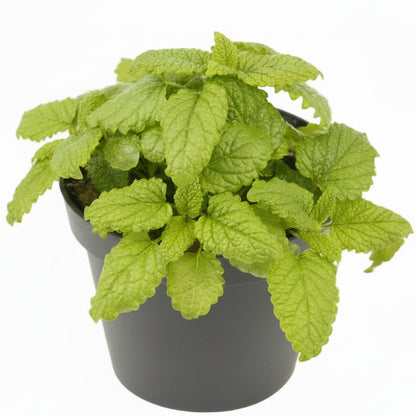Balm Mint, Melissa – image 4