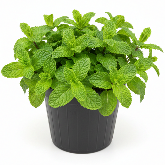 Balm Mint, Melissa – image 1