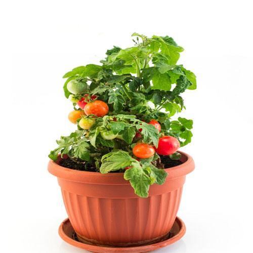 Cherry Tomato Plant – image 4