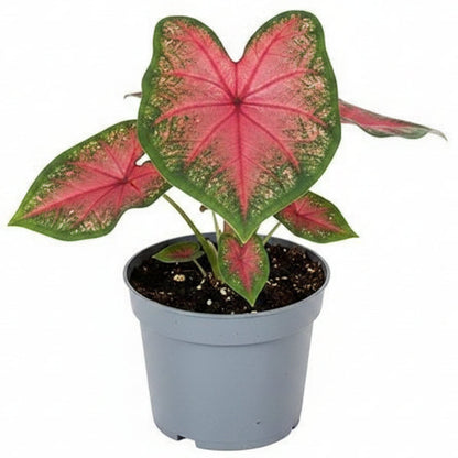 Angel Wings, Caladiums – image 3