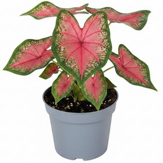 Angel Wings, Caladiums – image 2