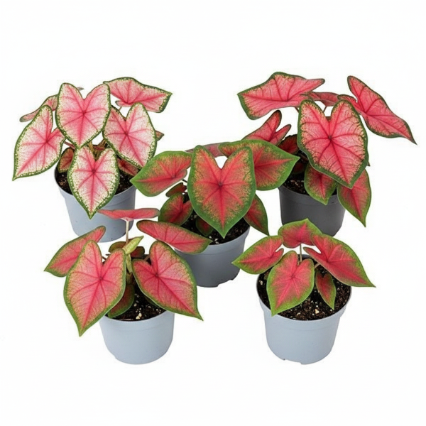Angel Wings, Caladiums – image 1