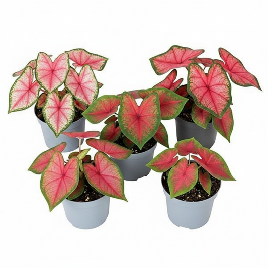 Angel Wings, Caladiums – image 1