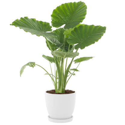 Alocasia Gageana, Elephant Ear, Alocasia California – image 2