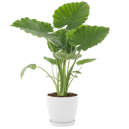 Alocasia Gageana, Elephant Ear, Alocasia California – image 2