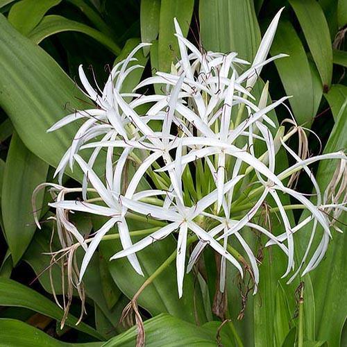 Crinum asiaticum, Spider lily or Seashore lily – image 6