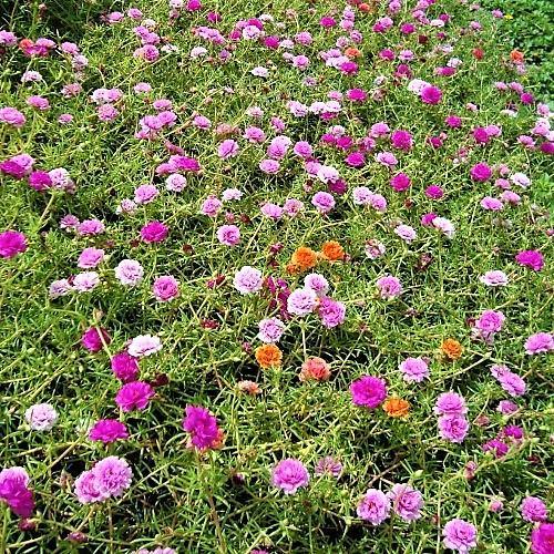 Rose Moss, Portulaca Grandiflora – image 9