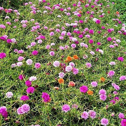 Rose Moss, Portulaca Grandiflora – image 9