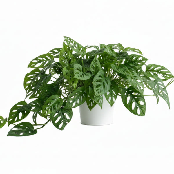 Monstera Adansonii, Swiss Cheese Plant – image 5