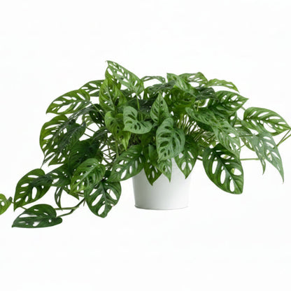 Monstera Adansonii, Swiss Cheese Plant – image 5