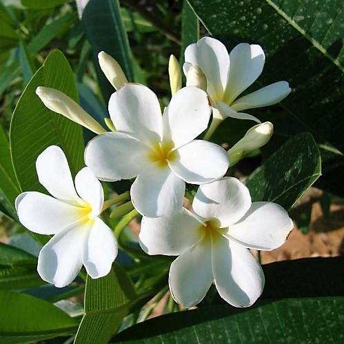 Plumeria Obtusa, Frangipani, The Temple Tree – image 3