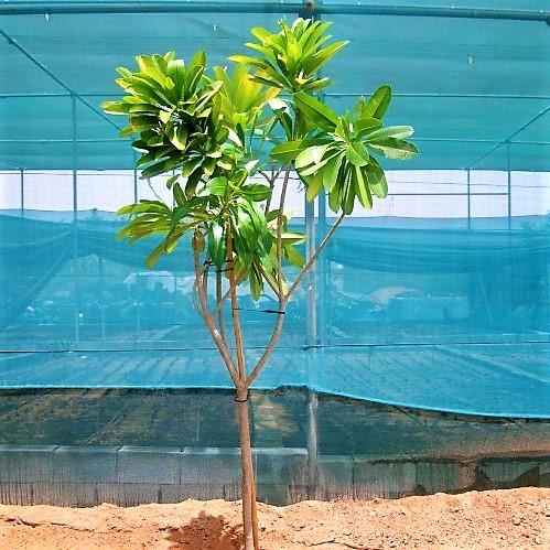 Plumeria Obtusa, Frangipani, The Temple Tree – image 4