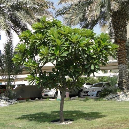 Plumeria Obtusa, Frangipani, The Temple Tree – image 5