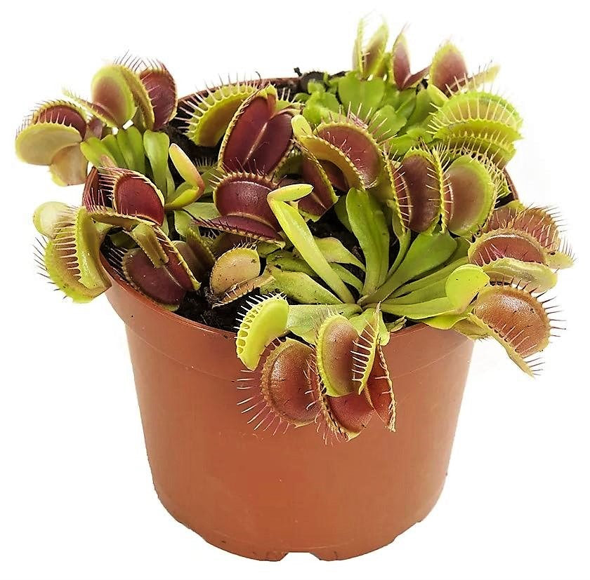 Venus Flytrap , Dionaea Muscipula – image 5
