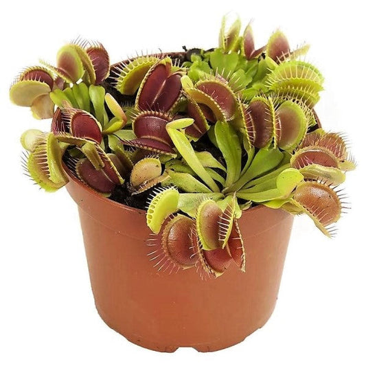 Venus Flytrap , Dionaea Muscipula – image 1