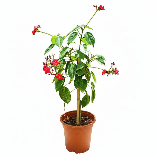 Jatropha Integerrima, Peregrine, Spicy Jatropha – image 3