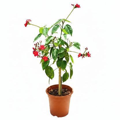 Jatropha Integerrima, Peregrine, Spicy Jatropha – image 3