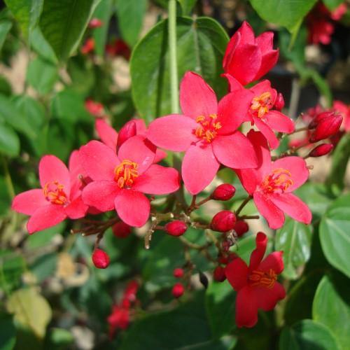 Jatropha Integerrima, Peregrine, Spicy Jatropha – image 4