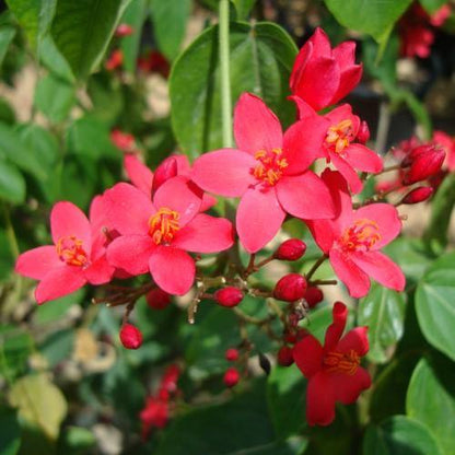 Jatropha Integerrima, Peregrine, Spicy Jatropha – image 4
