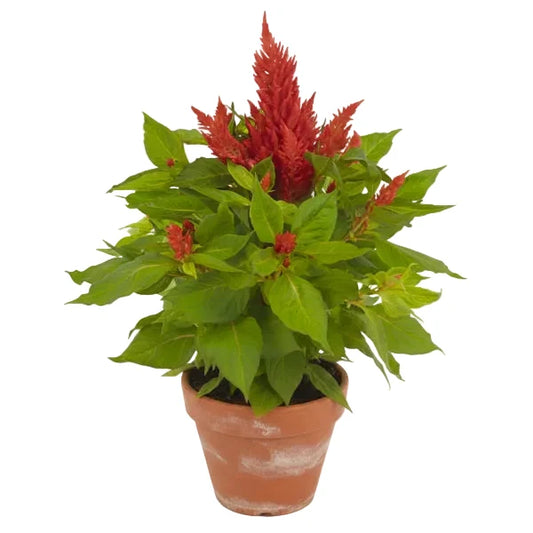 Celosia Plumosa, Silver Cock’s Comb (small) – image 1