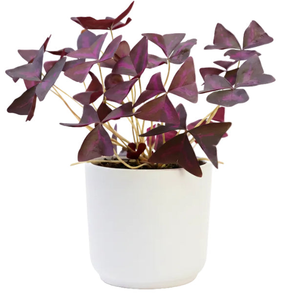 Oxalis Triangularis, Love Plant, Purple Shamrock – image 4