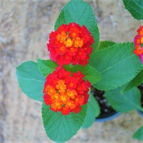 Lantana Camara, Red Sage – image 4