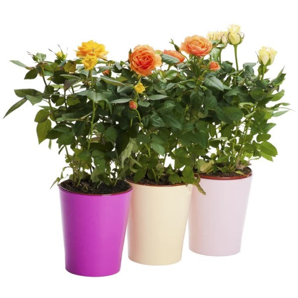 Rose Plant Indoor – image 8
