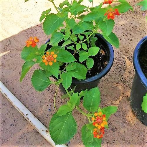 Lantana Camara, Red Sage – image 6