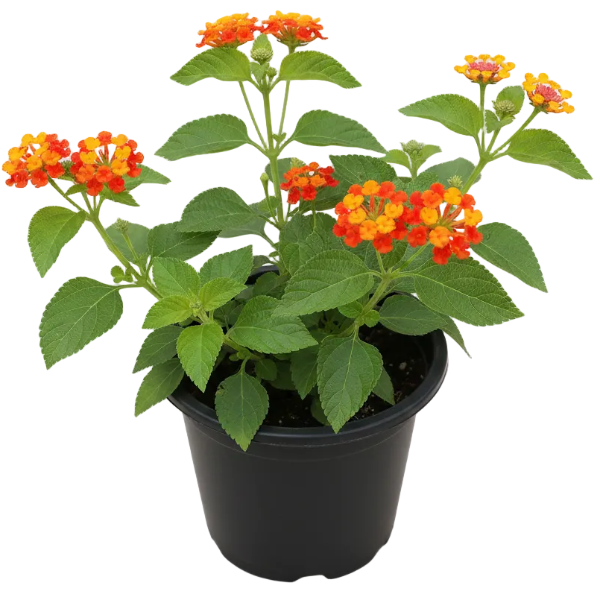 Lantana Camara, Red Sage – image 7