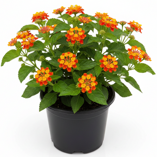 Lantana Camara, Red Sage – image 1