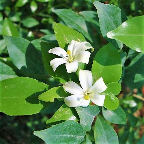 Murraya paniculata, Orange Jasmine, Thai Jasmine – image 4