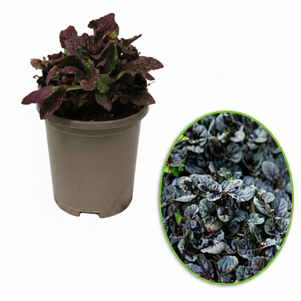 Ajuga Reptans, Bugleherb (small) – image 6