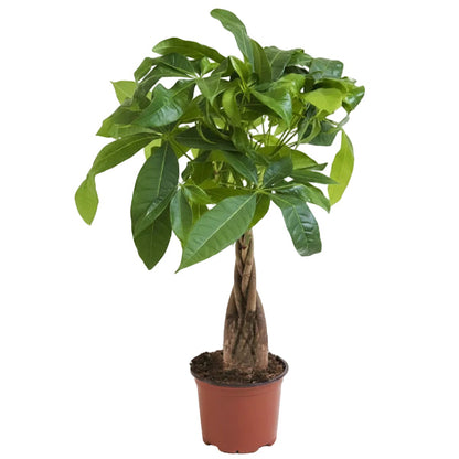 Pachira Aquatica, Money Tree (Twisted Trunk) – image 7