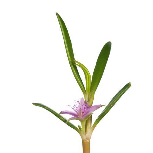 Sesuvium Portulacastrum, Shoreline Seapurslane (small) – image 2