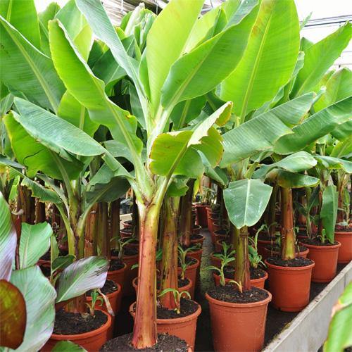 Musa paradisiaca, Banana Tree – image 5