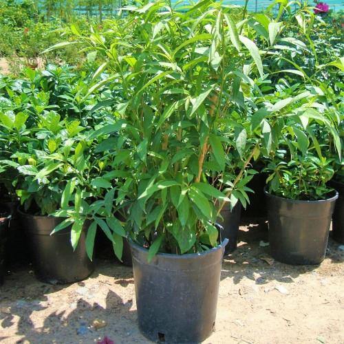 Cestrum nocturnum, Night Queen, Night-blooming jasmine – image 4