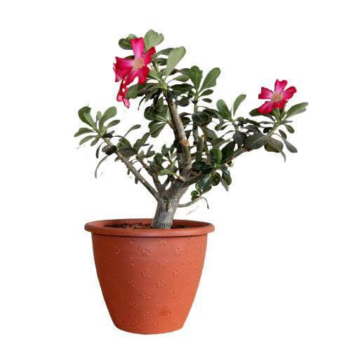 Adenium Obesum, Desert Rose – image 5