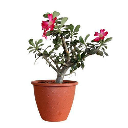 Adenium Obesum, Desert Rose – image 5