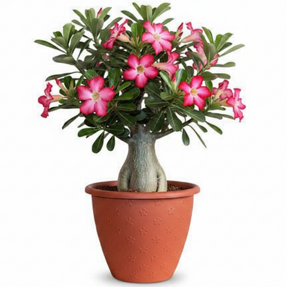 Adenium Obesum, Desert Rose – image 1