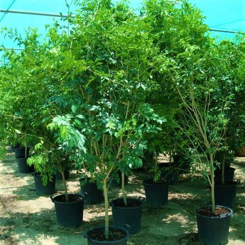 Murraya paniculata, Orange Jasmine, Thai Jasmine – image 6