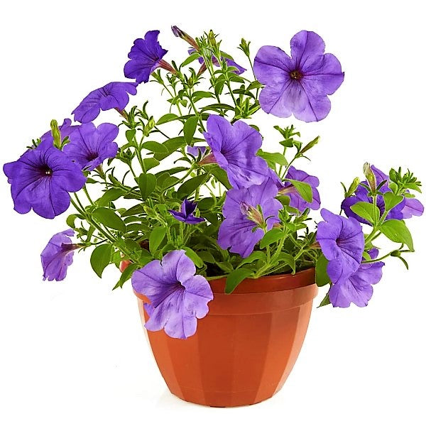Ruellia Ciliosa, Wild Petunia (small) – image 1