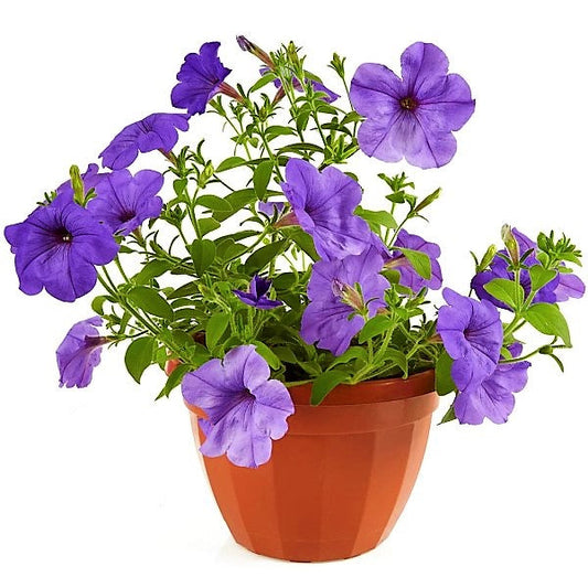 Ruellia Ciliosa, Wild Petunia (small) – image 1