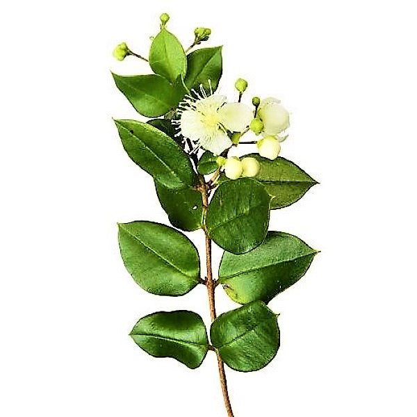 Myrtle, Myrtus Communis – image 4