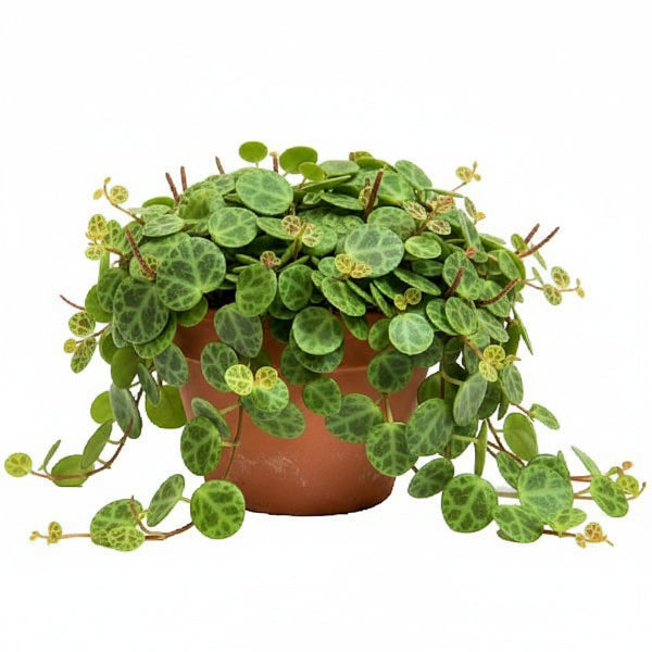String of Turtles, Peperomia Prostrata – image 2