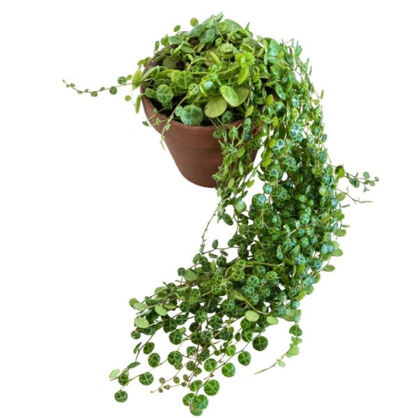 String of Turtles, Peperomia Prostrata – image 3