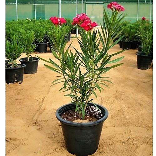 Nerium Oleander – image 4