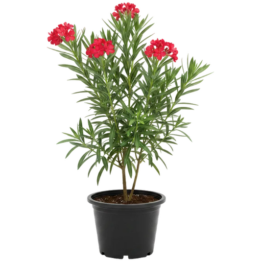 Nerium Oleander – image 1